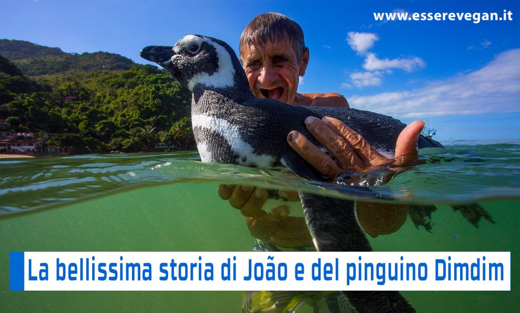 La bellissima storia di un uomo e di un pinguino