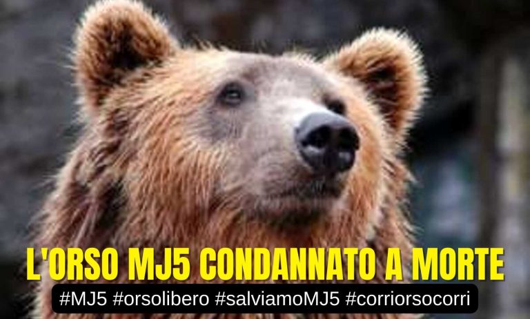L'Orso MJ5 condannato a morte