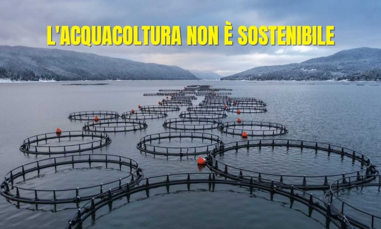 L'acquacoltura non è sostenibile