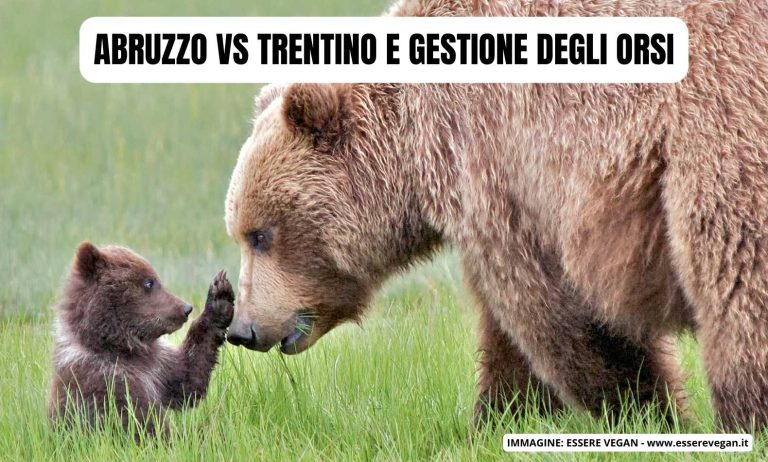 Il trentino contro gli orsi