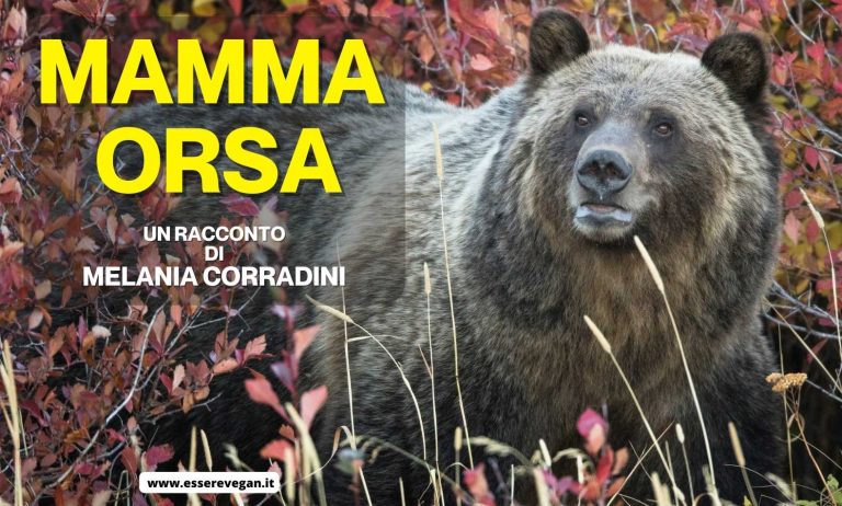 Mamma orsa è una storia di Melania Corradini