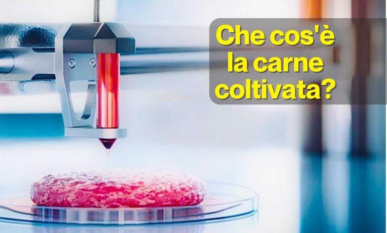 Che cos'è la carne coltivata