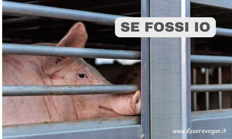 Se fossi io è un articolo di Rita Ciatti