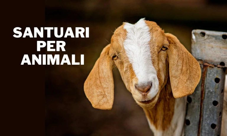 Santuari per animali è un articolo scritto da Melania Corradini