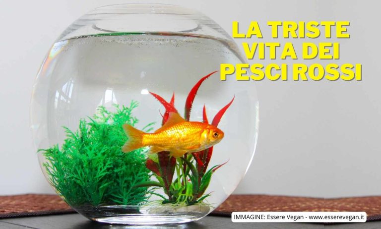 La triste vita dei pesci rossi è un articolo di Melania Corradini