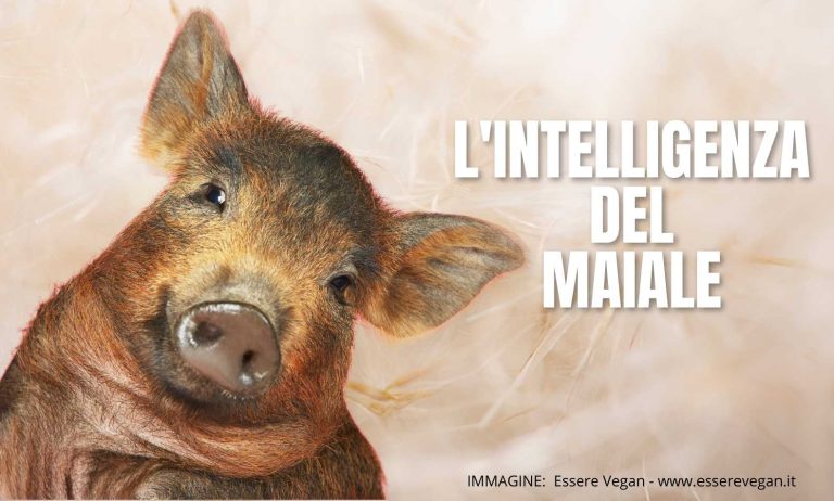 L'intelligenza del Maiale è un articolo scritto da Melania Corradini