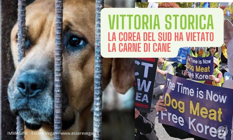 Vittoria storica: la Corea del Sud ha vietato la carne di cane