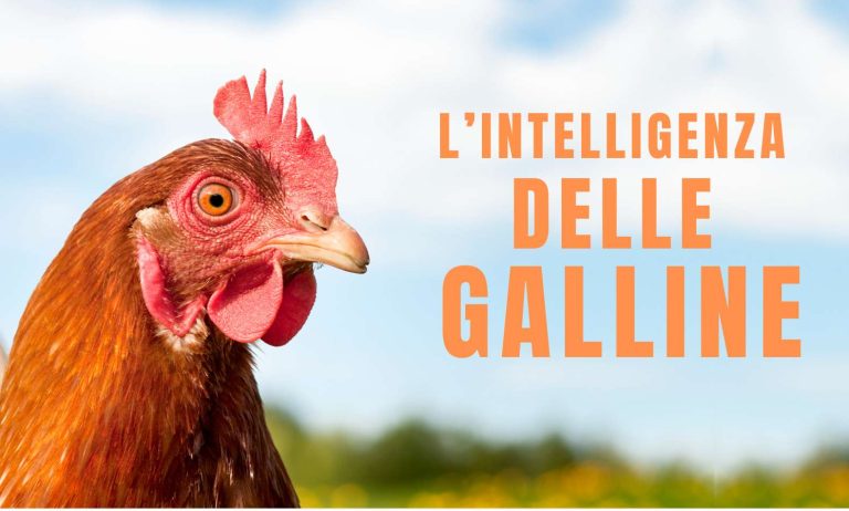 L'intelligenza delle galline è un articolo di Melania Corradini