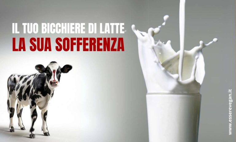 Un bicchiere di latte rappresenta la sofferenza di mucche e vitelli