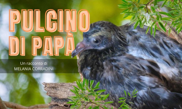 Pulcino di papà è un bellissimo racconto di Melania Corradini