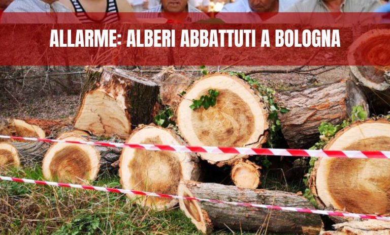 Allarme: alberi abbattuti a Bologna