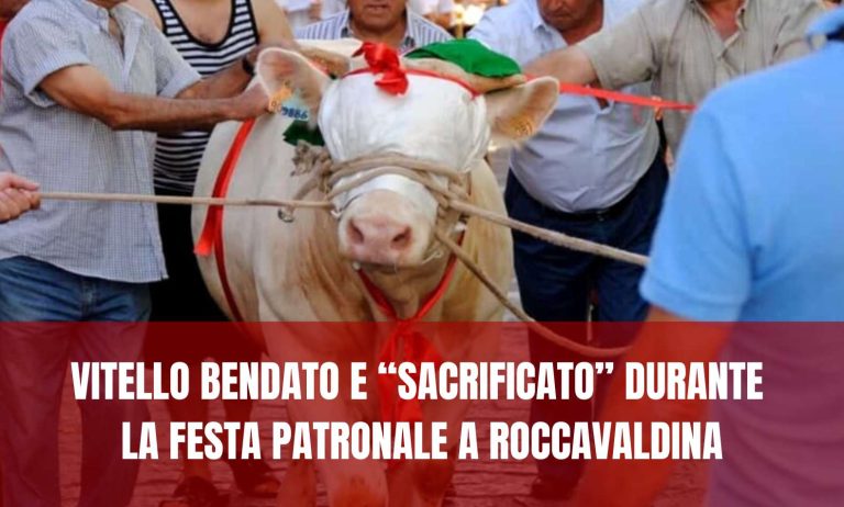 Vitello bendato e "sacrificato" durante la festa patronale a Roccavaldina