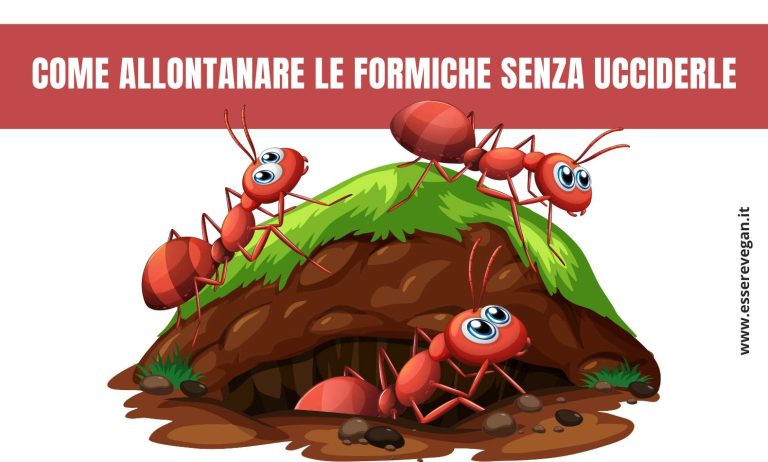 Come allontanare le formiche senza ucciderle