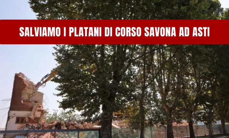 Salviamo i platani di Corso Savona ad Asti