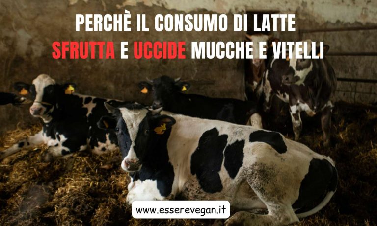 Perchè il consumo di latte sfrutta e uccide mucche e vitelli
