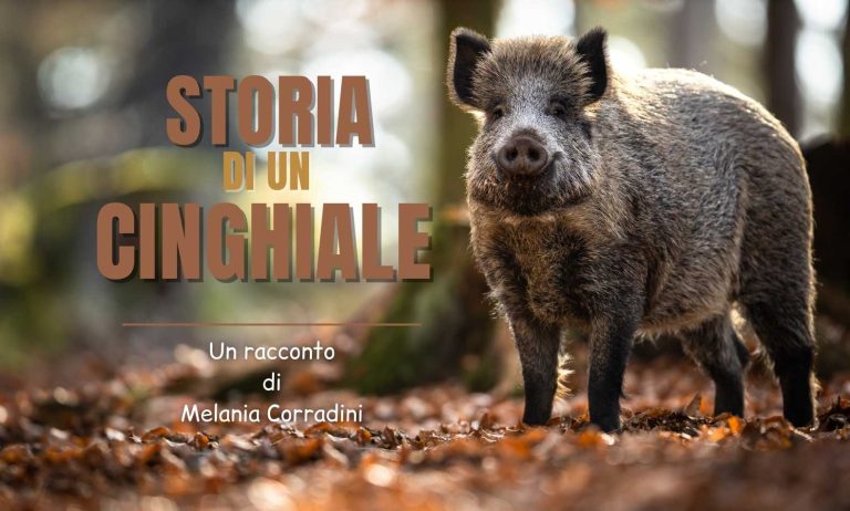 Storia di un cinghiale è un racconto di Melania Corradini