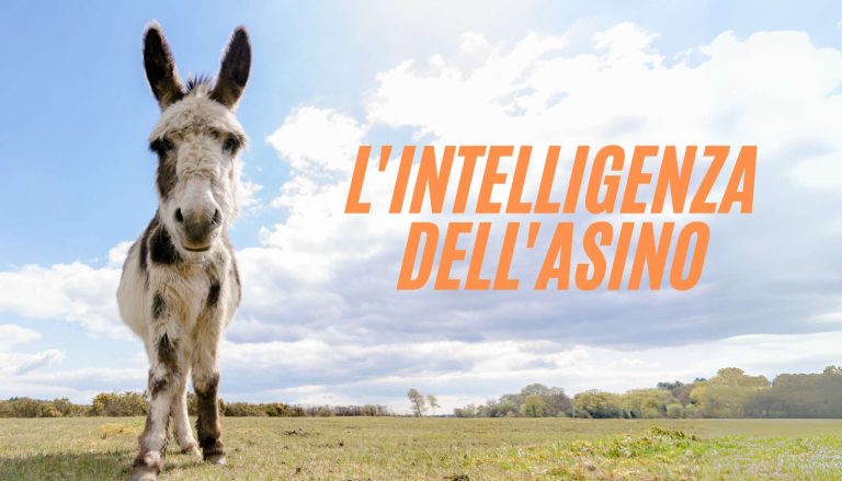 L'intelligenza dell'asino