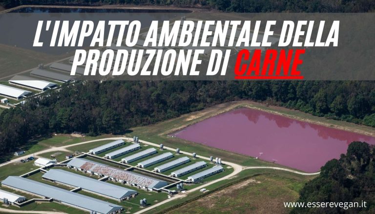 L'impatto ambientale della produzione di carne