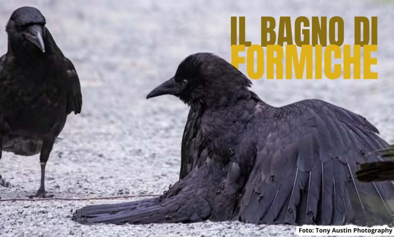 L'affascinante comportamento dei corvi: il bagno di formiche