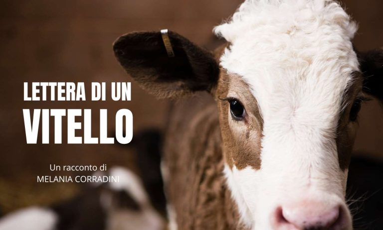 Lettera di un vitello è un racconto scritto da Melania Corradini