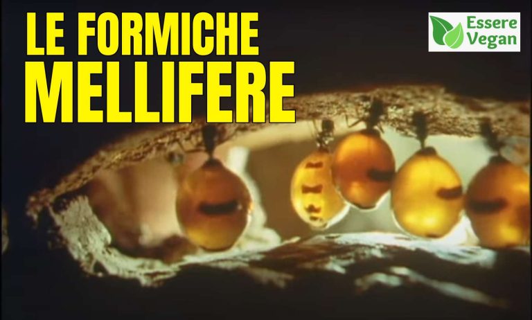 Una colonia di formiche mellifere