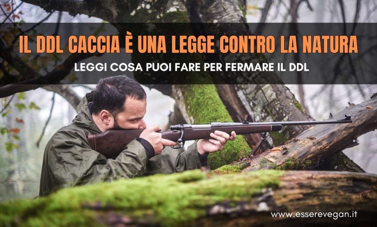 Il DDL Caccia è una legge contro la natura