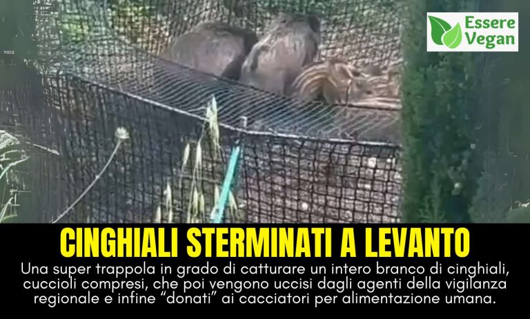 Cinghiali intrappolati e uccisi a Levanto