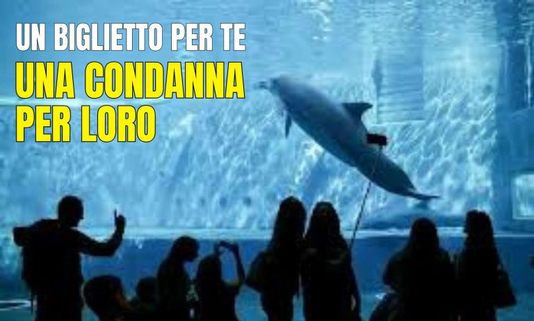 Dietro il vetro la verità sui grandi acquari e delfinari