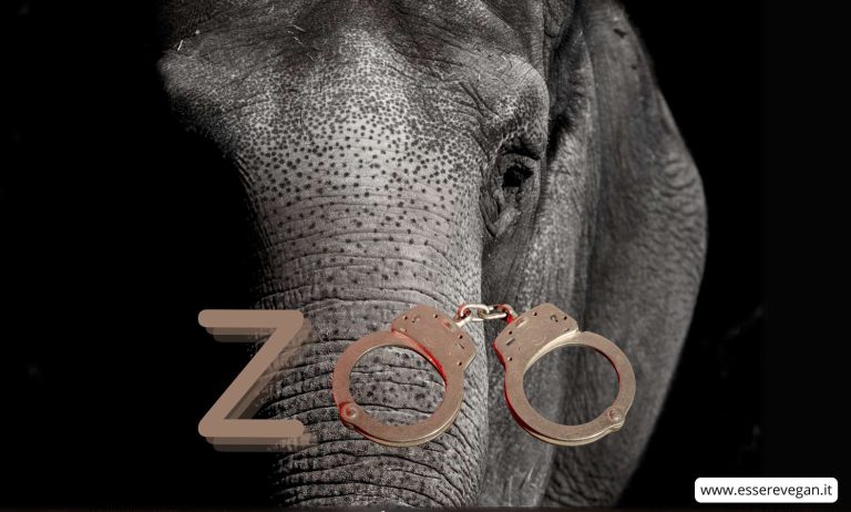Il lato oscuro degli zoo