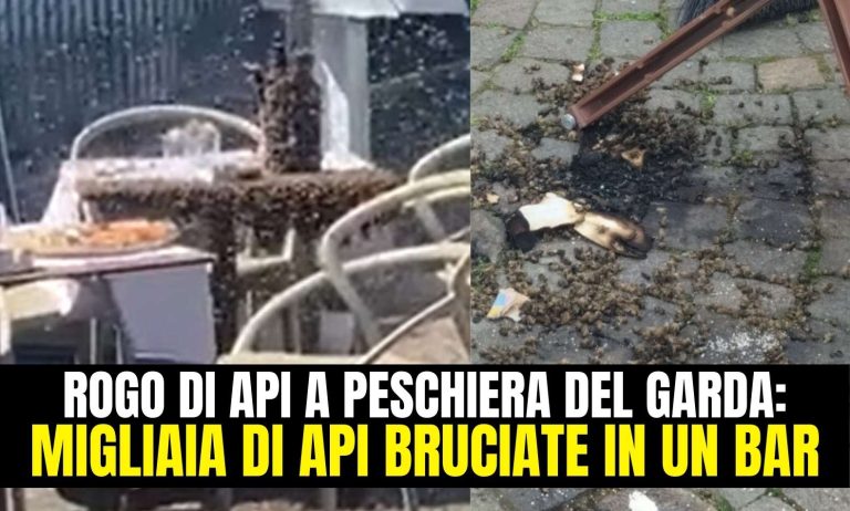 Rogo di api a Peschiera del Garda migliaia di api bruciate in un bar