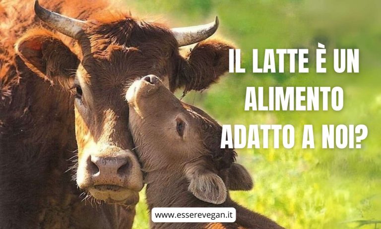 Il latte è un alimento adatto a noi?