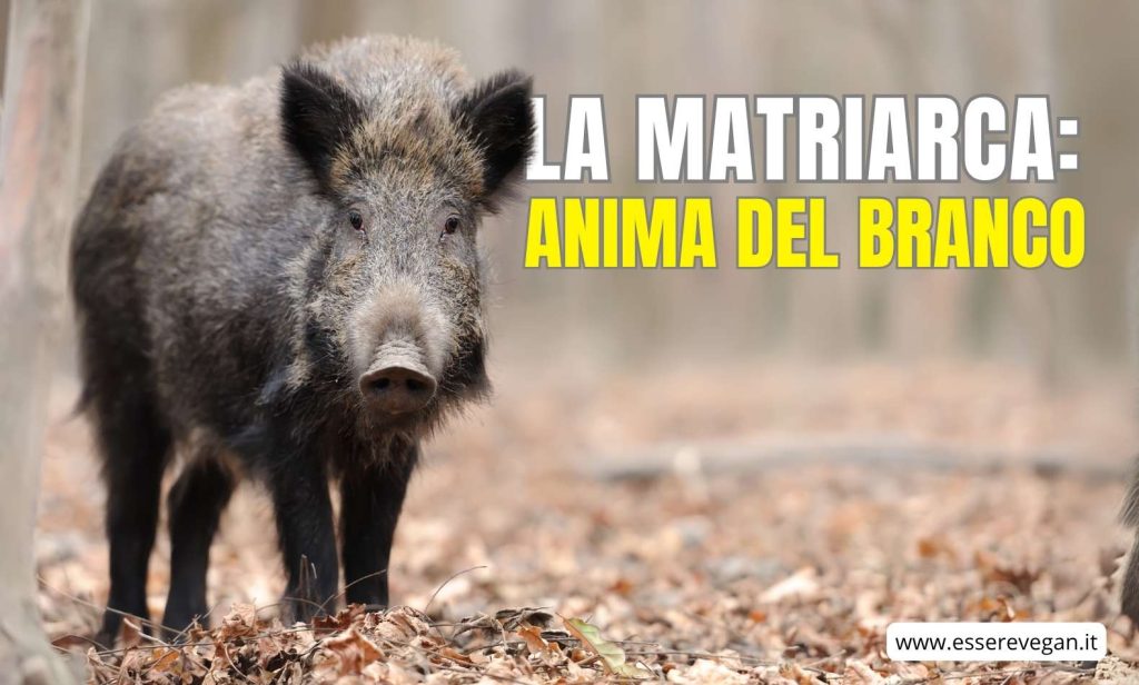 La matriarca: anima del branco