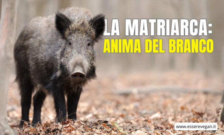La matriarca: anima del branco