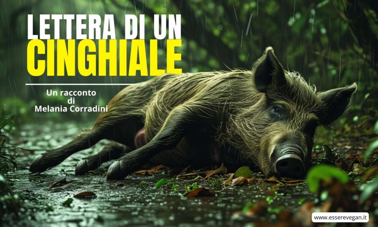 Lettera di un cinghiale