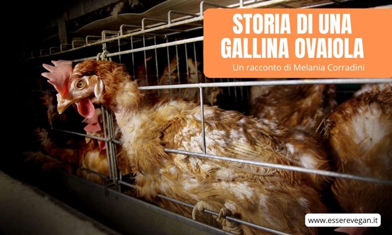 Storia di una gallina ovaiola è un racconto scritto da Melania Corradini