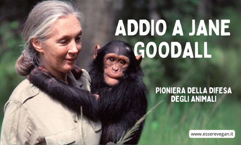 Addio a Jane Goodall, pioniera della difesa degli animali
