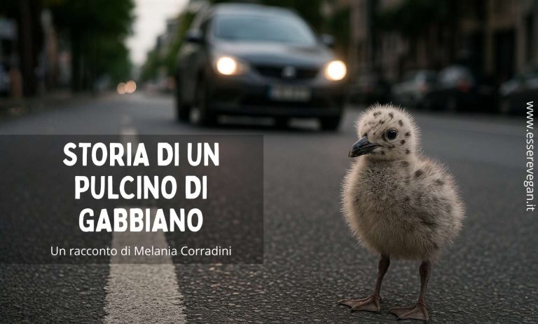 Storia di un pulcino di gabbiano
