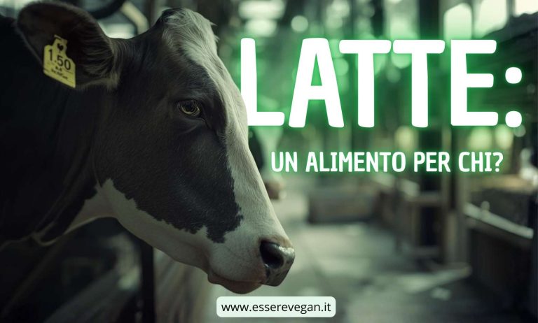 Il latte: un alimento per chi?