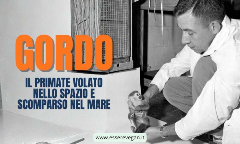 Gordo, il primate volato nello spazio e scomparso nel mare
