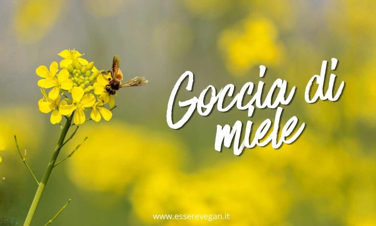 Goccia di miele - Poesia sulle api