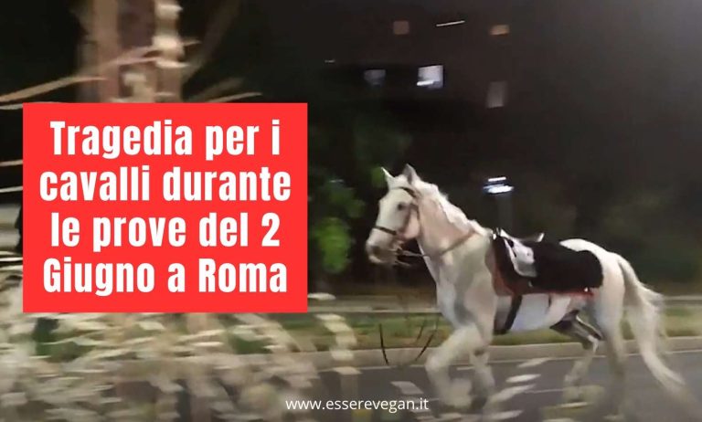 Tragedia per i cavalli alle prove della parata del due giugno a Roma